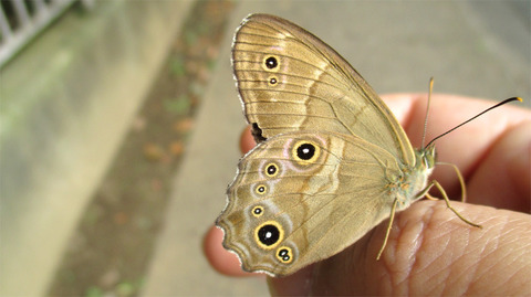 20170917c.jpg