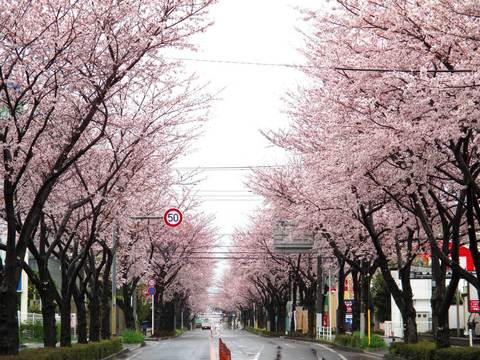 sakura00.jpg