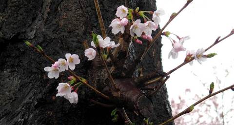 sakura01.jpg