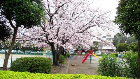 sakura02.jpg
